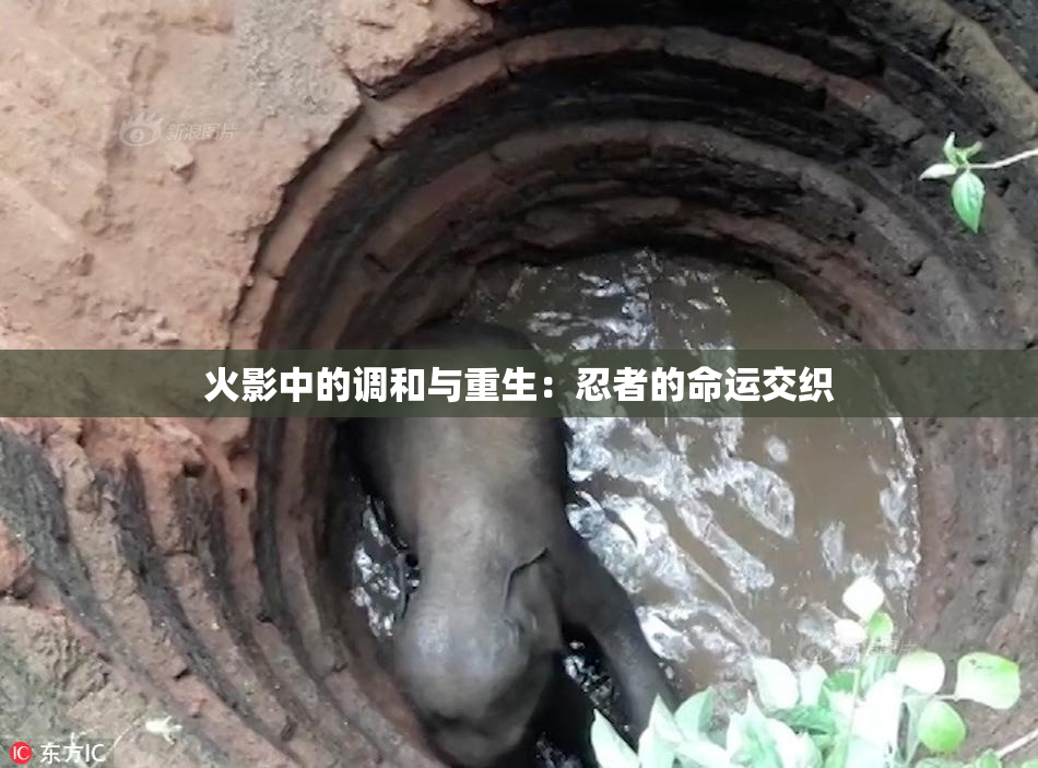 火影中的调和与重生：忍者的命运交织