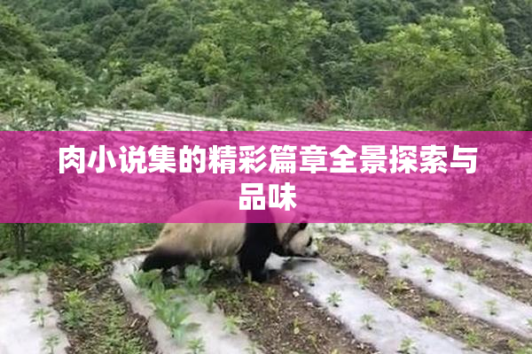 肉小说集的精彩篇章全景探索与品味