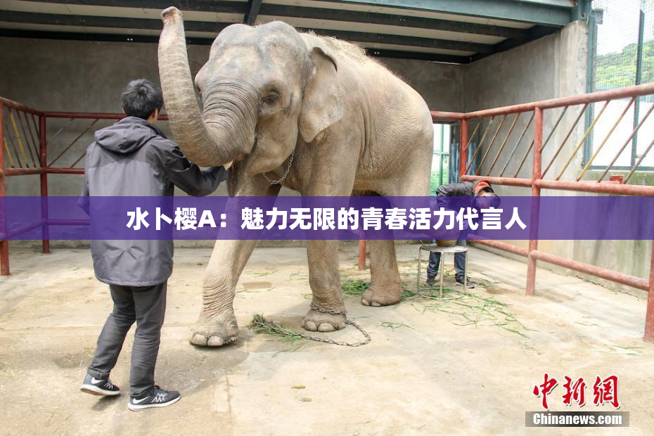 水卜樱A：魅力无限的青春活力代言人