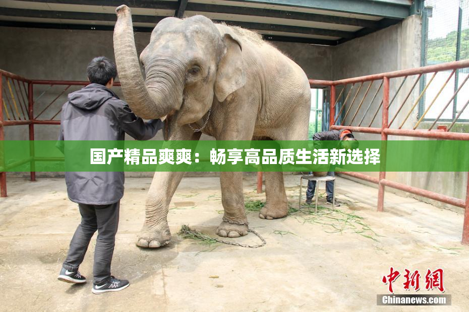国产精品爽爽：畅享高品质生活新选择