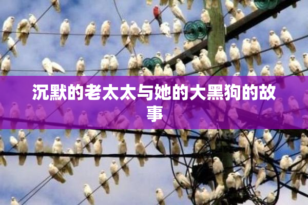 沉默的老太太与她的大黑狗的故事
