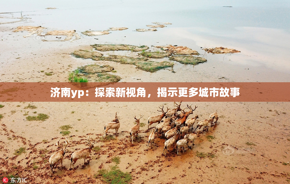 济南yp：探索新视角，揭示更多城市故事