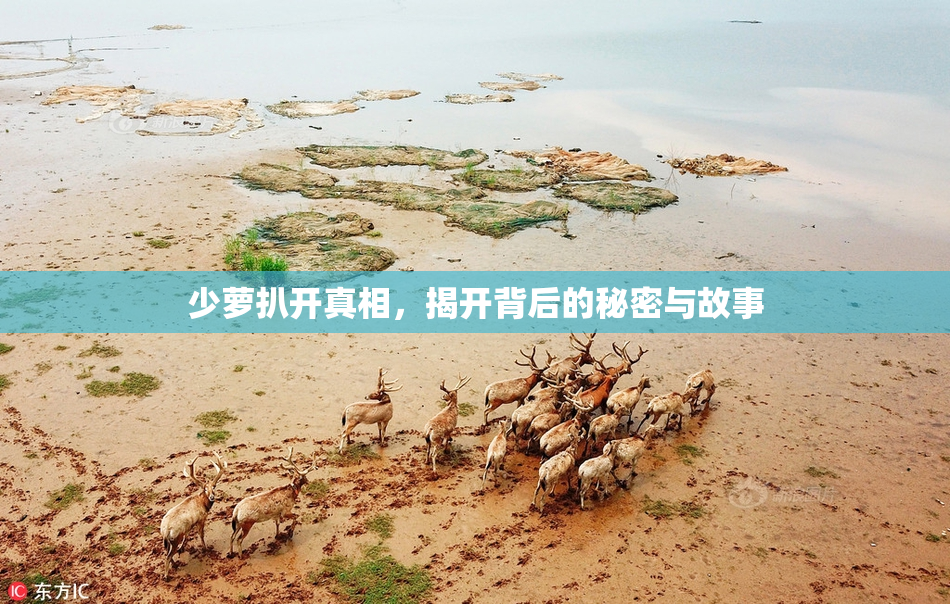 少萝扒开真相，揭开背后的秘密与故事