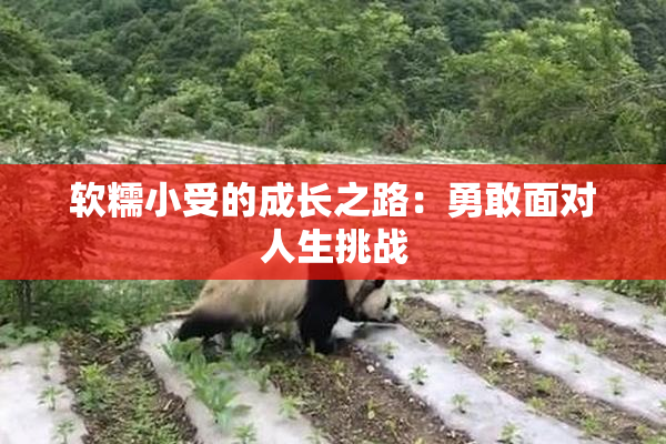 软糯小受的成长之路：勇敢面对人生挑战