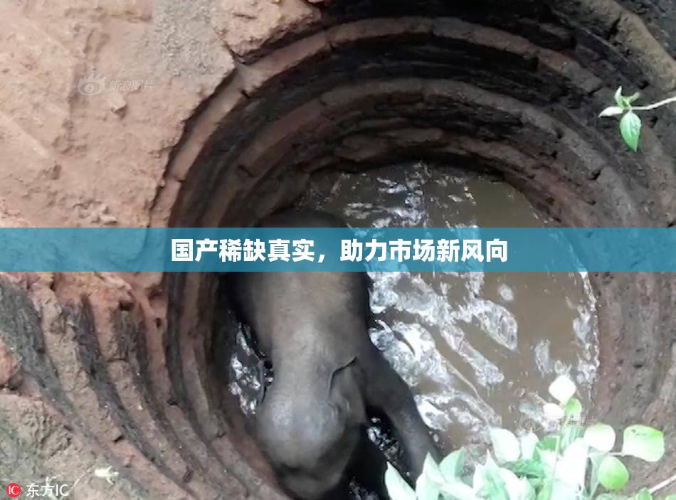 国产稀缺真实，助力市场新风向