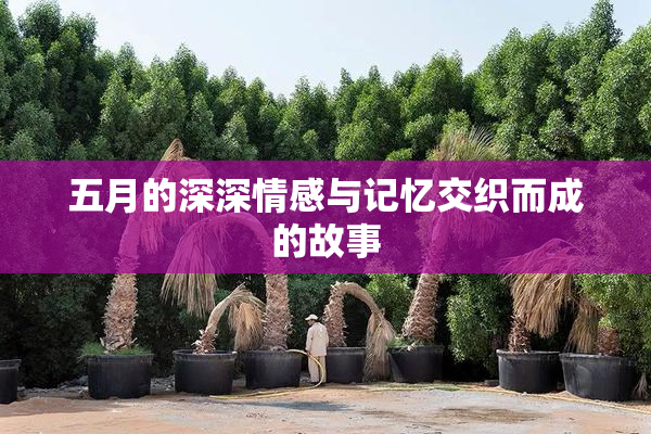 五月的深深情感与记忆交织而成的故事