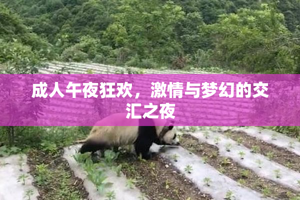成人午夜狂欢，激情与梦幻的交汇之夜