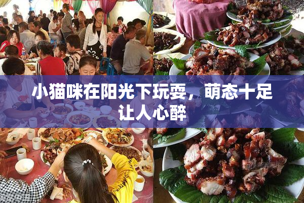 小猫咪在阳光下玩耍，萌态十足让人心醉