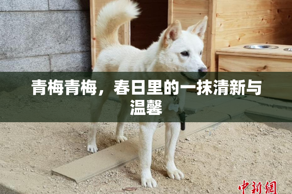 青梅青梅，春日里的一抹清新与温馨