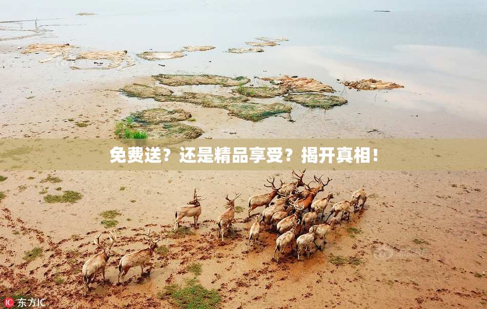 免费送？还是精品享受？揭开真相！