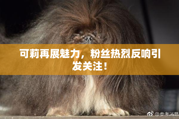 可莉再展魅力，粉丝热烈反响引发关注！