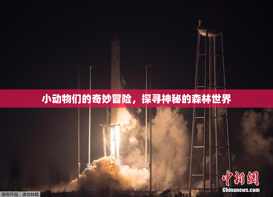 小动物们的奇妙冒险，探寻神秘的森林世界