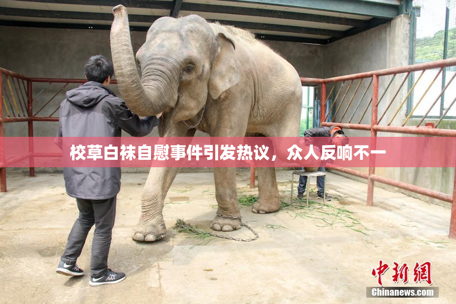 校草白袜自慰事件引发热议，众人反响不一