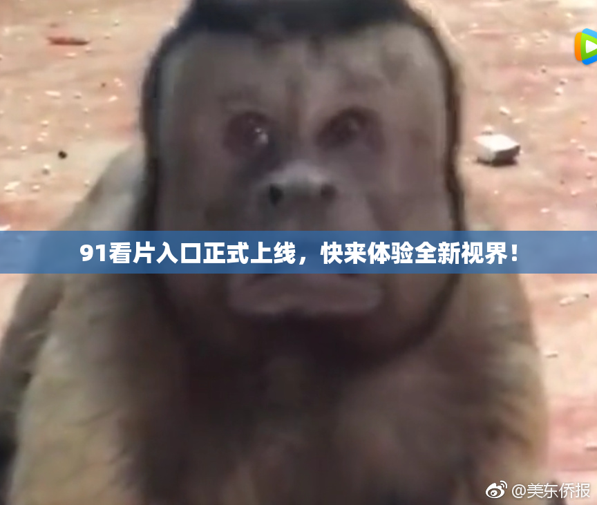 91看片入口正式上线，快来体验全新视界！