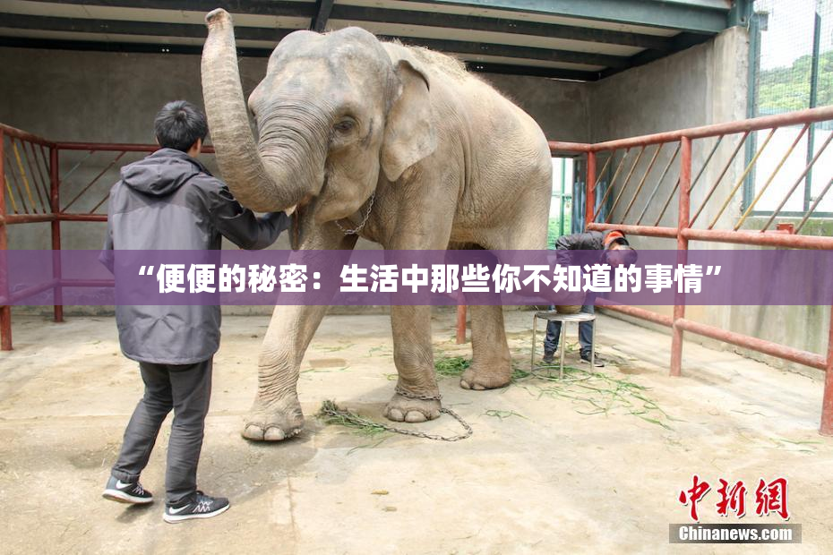 “便便的秘密：生活中那些你不知道的事情”