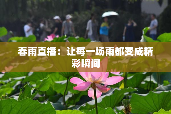 春雨直播：让每一场雨都变成精彩瞬间