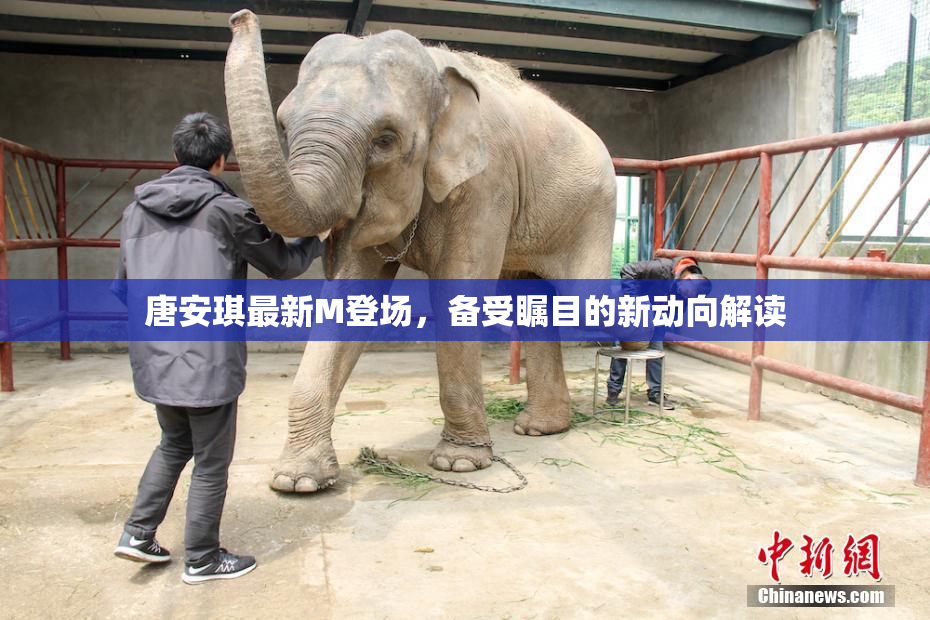 唐安琪最新M登场，备受瞩目的新动向解读