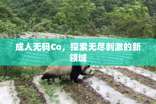 成人无码Co，探索无尽刺激的新领域