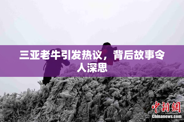 三亚老牛引发热议，背后故事令人深思