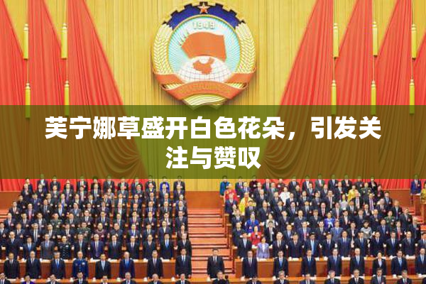 芙宁娜草盛开白色花朵，引发关注与赞叹