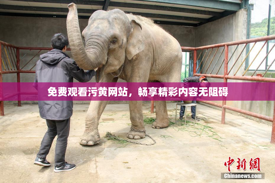 免费观看污黄网站，畅享精彩内容无阻碍