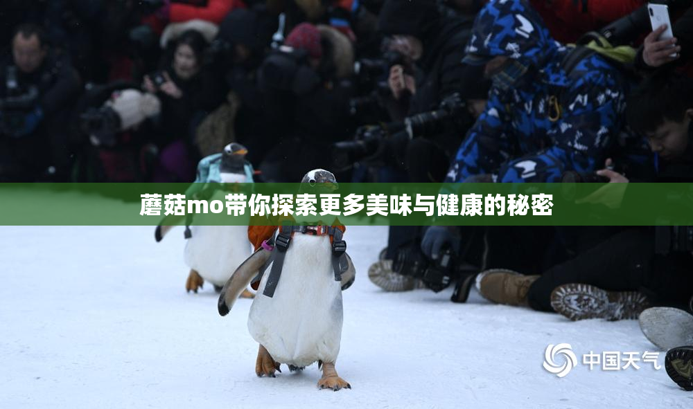 蘑菇mo带你探索更多美味与健康的秘密