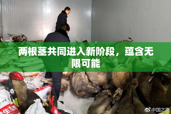 两根茎共同进入新阶段，蕴含无限可能