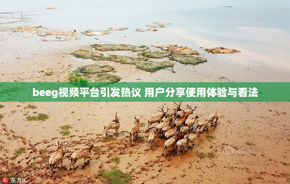 beeg视频平台引发热议 用户分享使用体验与看法