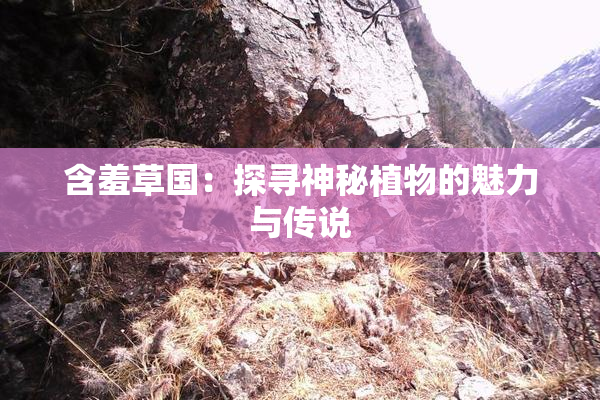 含羞草国：探寻神秘植物的魅力与传说