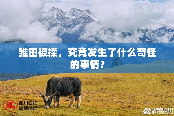雏田被揉，究竟发生了什么奇怪的事情？