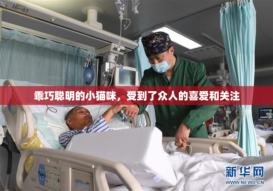 乖巧聪明的小猫咪，受到了众人的喜爱和关注