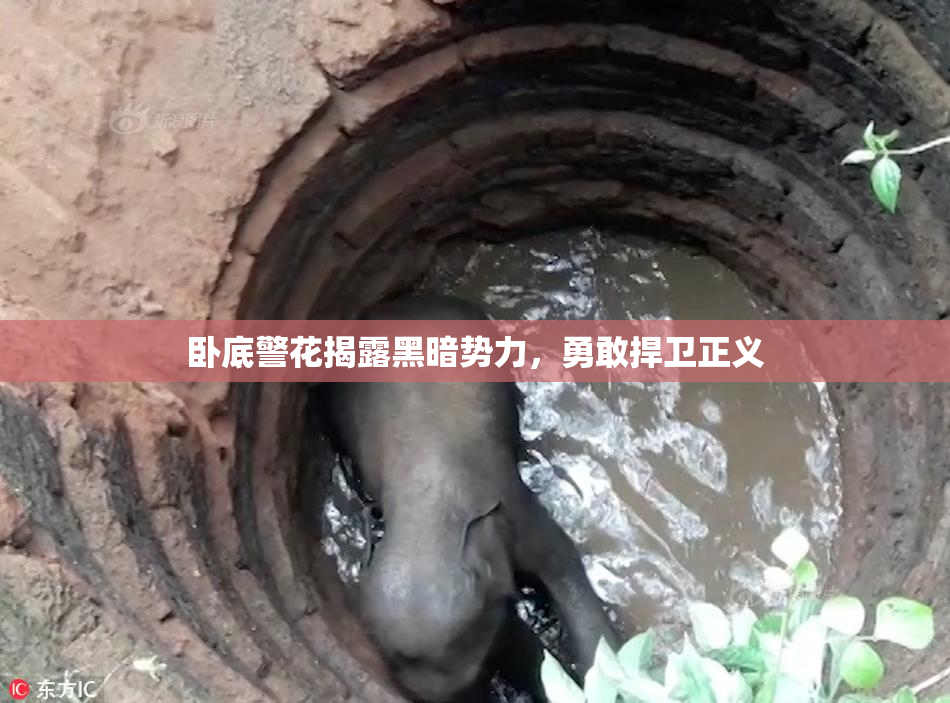 卧底警花揭露黑暗势力，勇敢捍卫正义