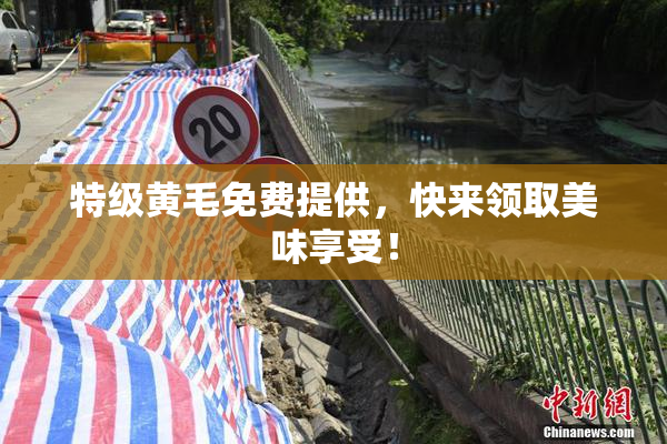 特级黄毛免费提供，快来领取美味享受！