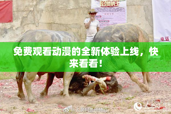 免费观看动漫的全新体验上线，快来看看！