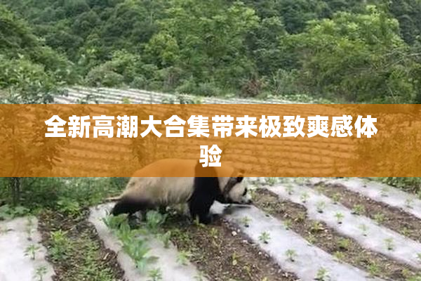 全新高潮大合集带来极致爽感体验
