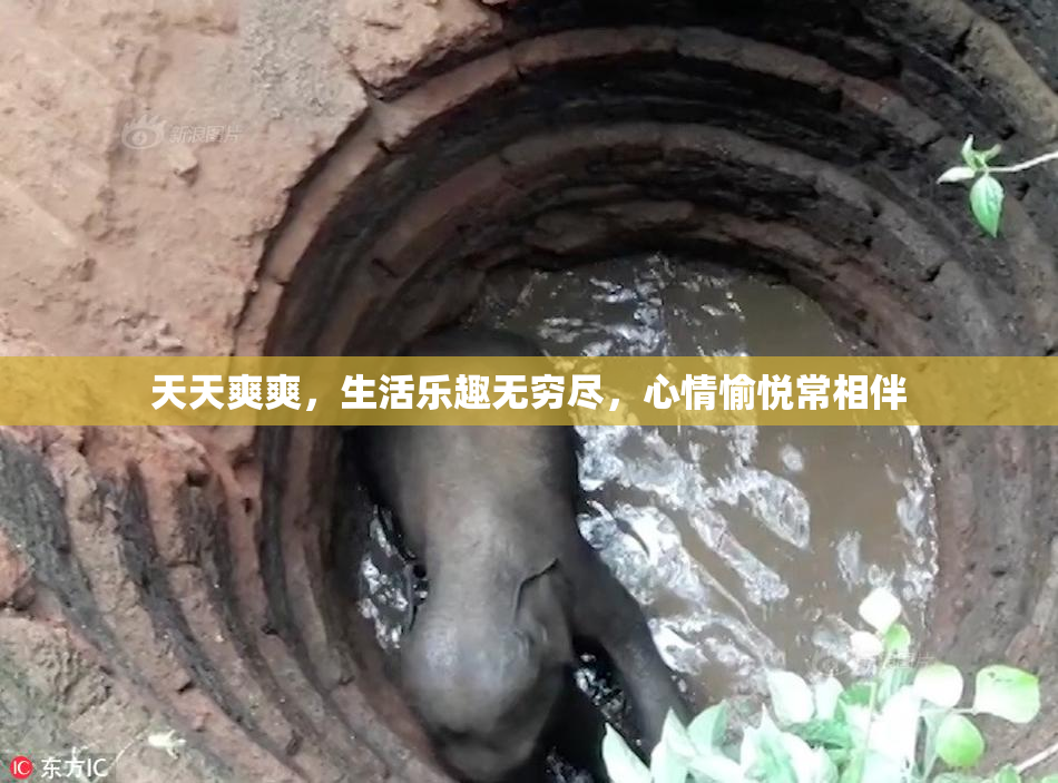 天天爽爽，生活乐趣无穷尽，心情愉悦常相伴