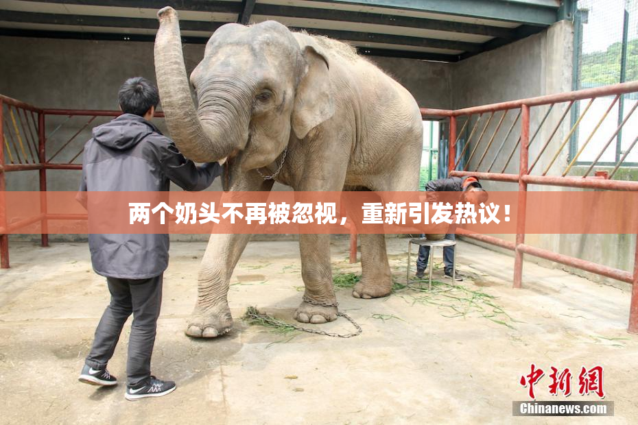 两个奶头不再被忽视，重新引发热议！