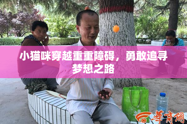 小猫咪穿越重重障碍，勇敢追寻梦想之路