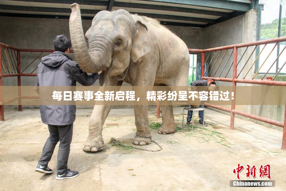 每日赛事全新启程，精彩纷呈不容错过！