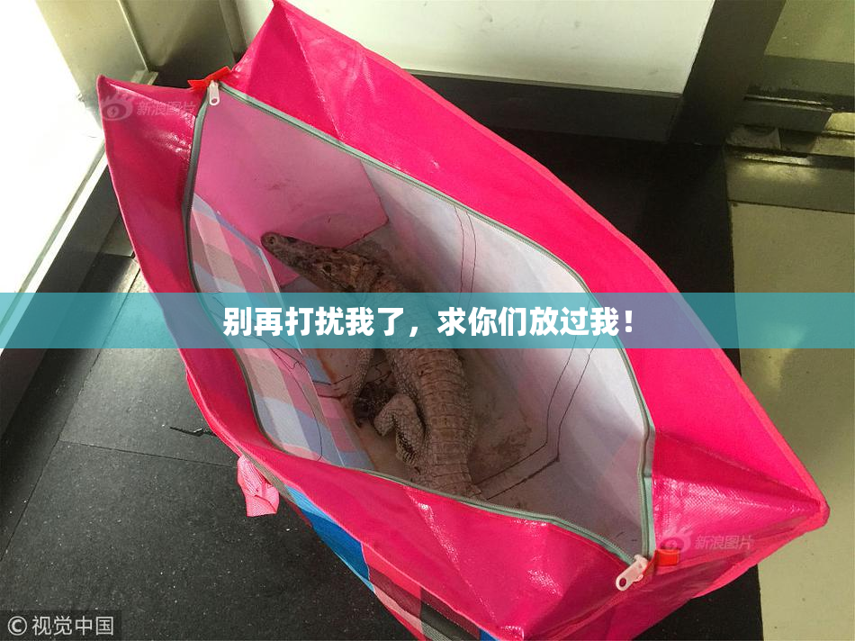 别再打扰我了，求你们放过我！