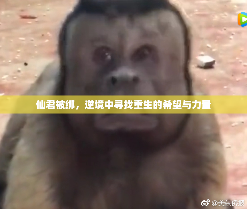 仙君被绑，逆境中寻找重生的希望与力量