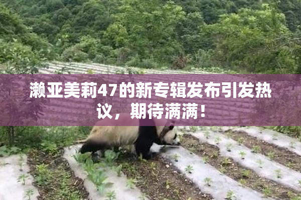 濑亚美莉47的新专辑发布引发热议，期待满满！