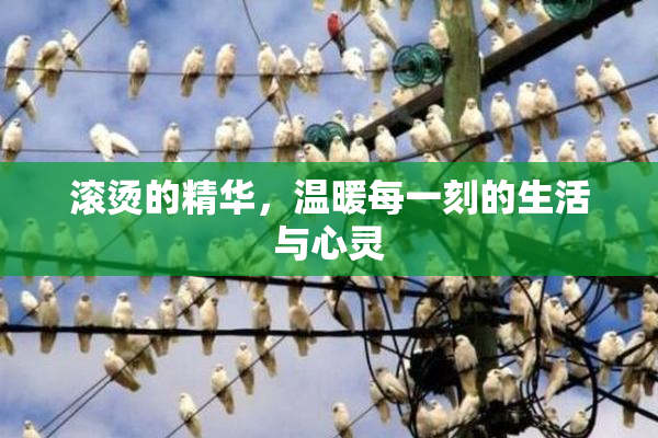 滚烫的精华，温暖每一刻的生活与心灵
