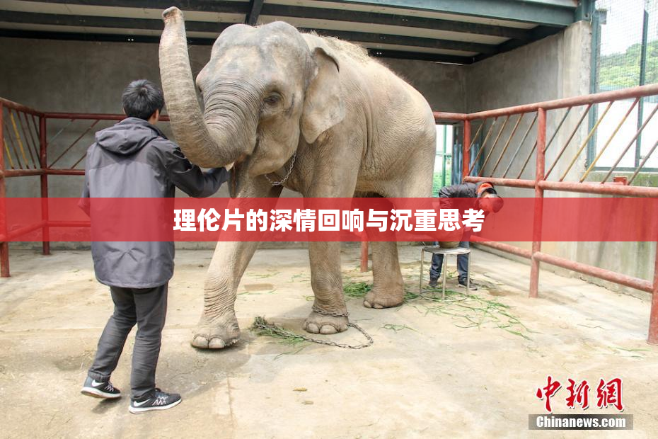 理伦片的深情回响与沉重思考