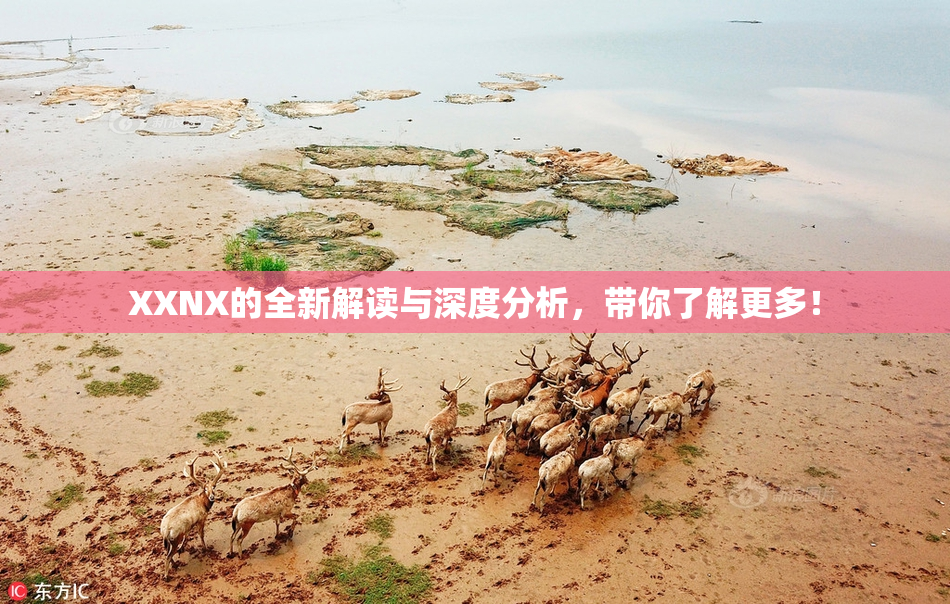 XXNX的全新解读与深度分析，带你了解更多！