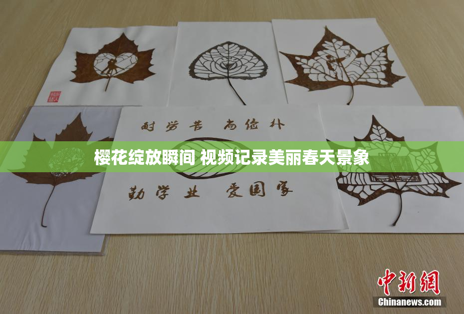 樱花绽放瞬间 视频记录美丽春天景象