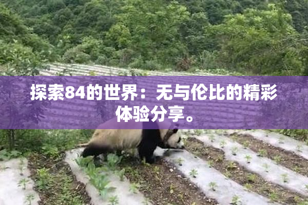 探索84的世界：无与伦比的精彩体验分享。