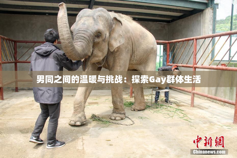 男同之间的温暖与挑战：探索Gay群体生活