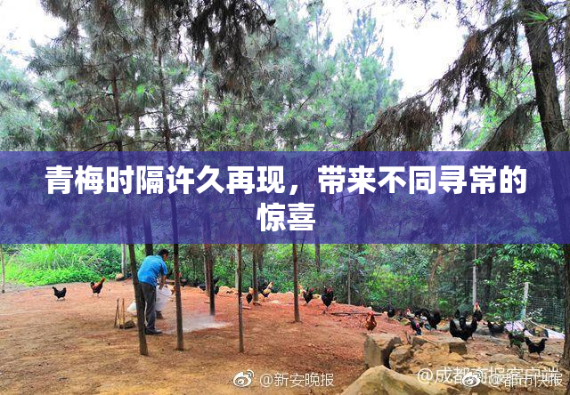 青梅时隔许久再现，带来不同寻常的惊喜