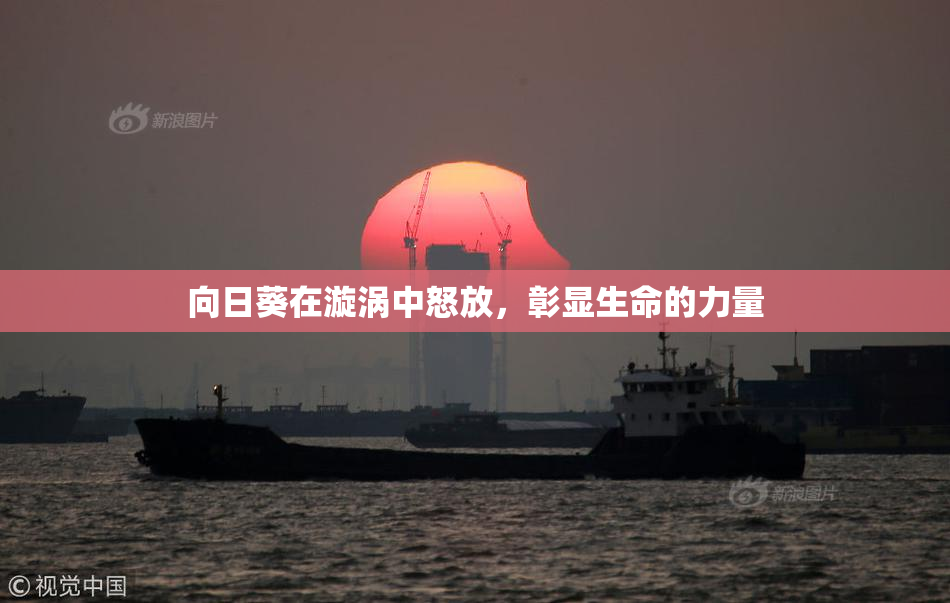 向日葵在漩涡中怒放，彰显生命的力量